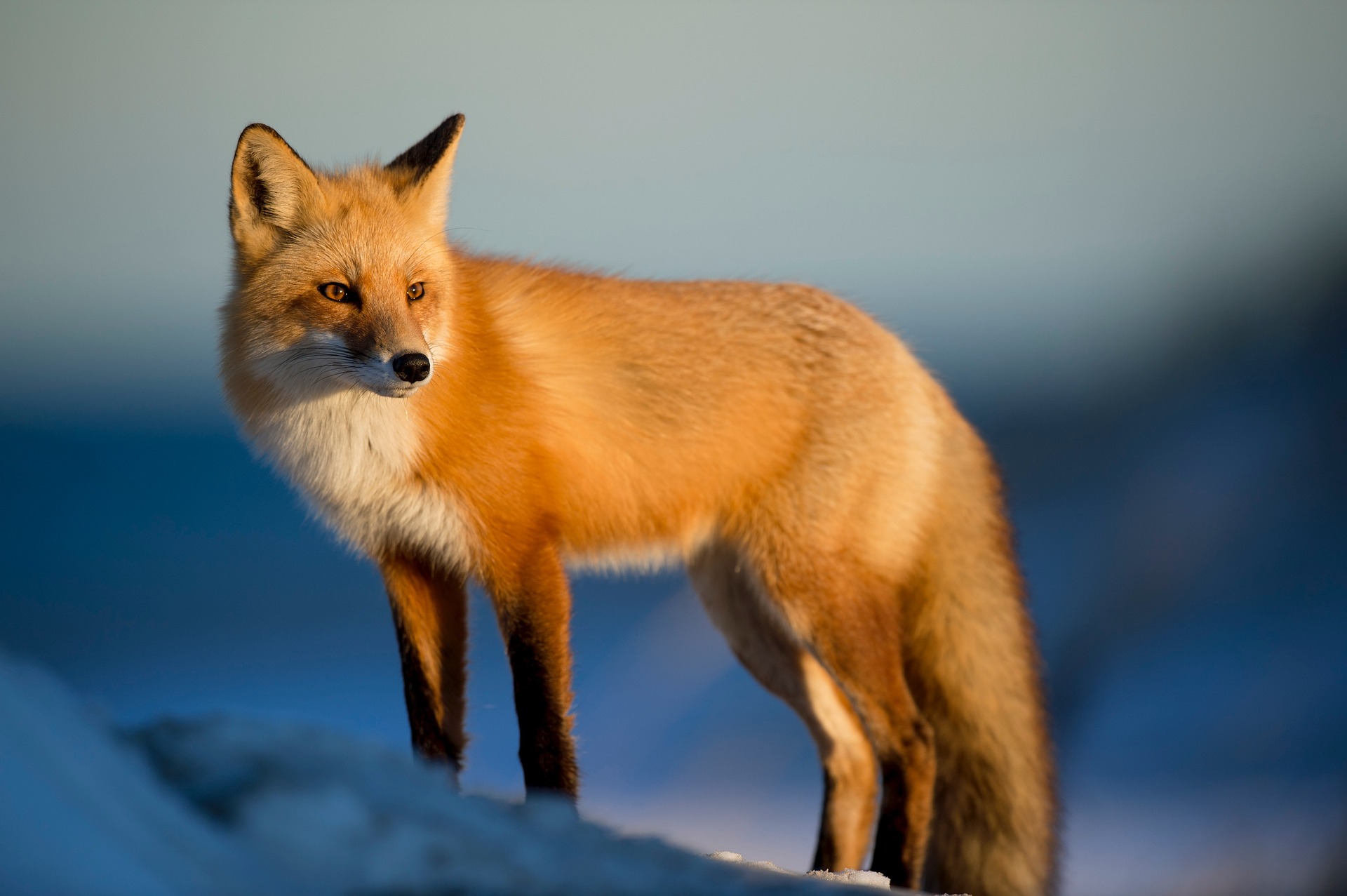 fox-2597803_1920 by StockSnap on Pixabay