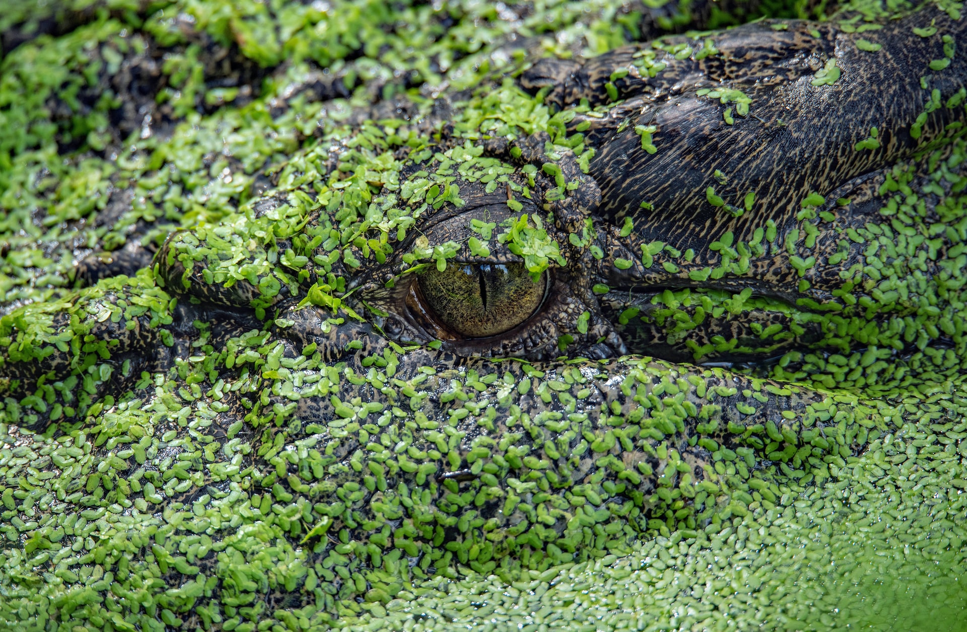 Crocodile david-clode-3udd_NEmgDs-unsplash