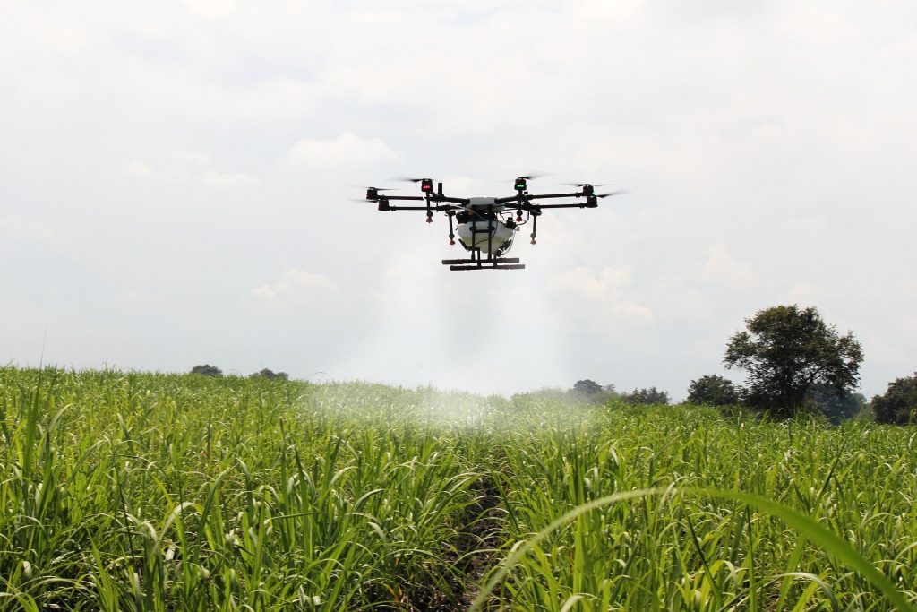 Spraying sugar cane